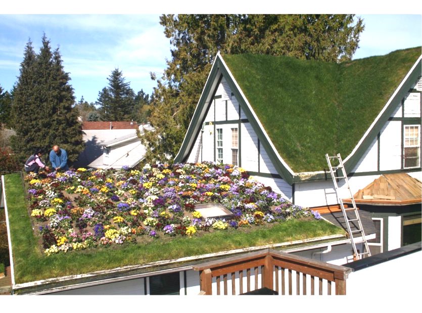 Should I Get A Green Roof Thegreenage