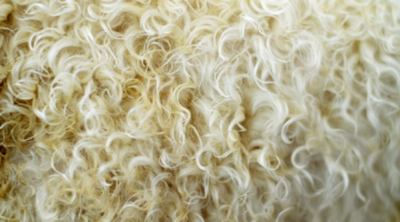 The advantages of sheep wool insulation - TheGreenAge